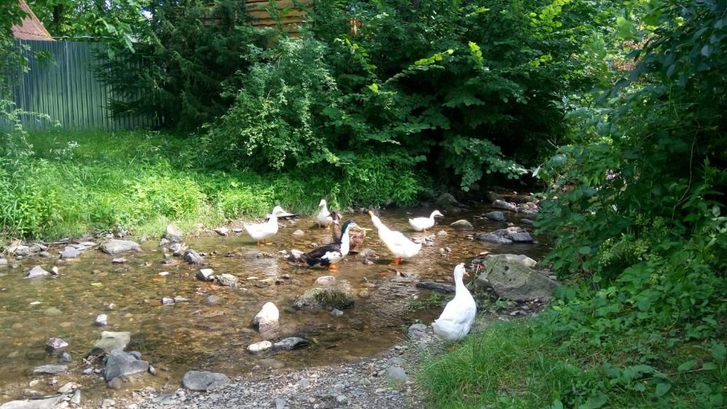 Дома для отпуска EcoLodge Novoselitsa-65